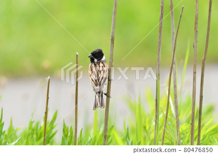 蘆葦 蘆葦 80476850