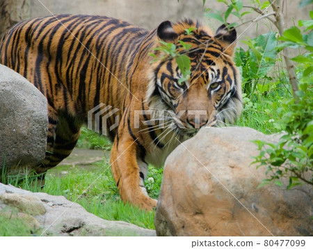 Tiger lurking in the bush Tiger lurking in the bush 80477099