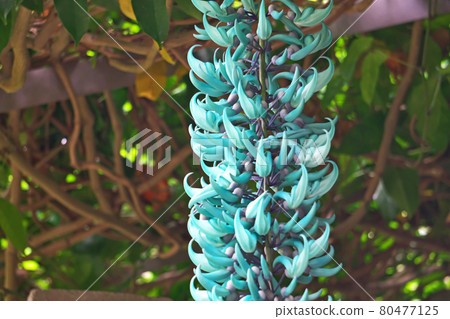 Large jade vine flower 80477125