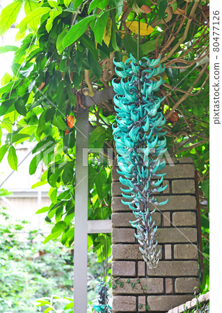 大玉藤花 80477126