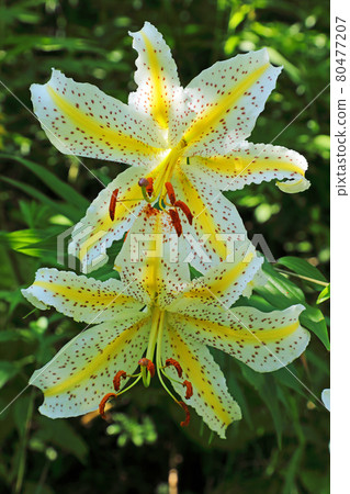 Golden-rayed lily motorcycle blooming on the edge of the forest, Tadami Town, Fukushima Prefecture 80477207