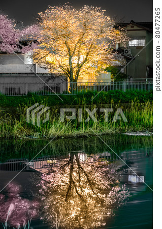 Second-class river, night cherry blossoms along the banks of the Mizuo River (Imaza, Shikamaku, Himeji City, Hyogo Prefecture) * Shooting position in the comment section of the work 80477265