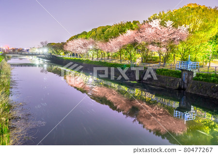 Tsuda Park (Mizuo River) in full bloom at night (Imaza, Shikamaku-ku, Himeji-shi, Hyogo) * Shooting position in the comment section of the work Tsuda Park (Mizuo River) in full bloom at night (Imaza, Shikamaku-ku, Himeji-shi, Hyogo) * Shooting position in the comment section of the work 80477267
