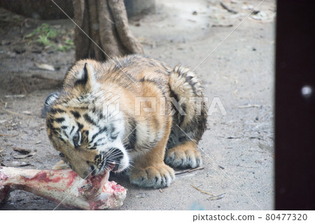 Bone-eating tiger Bone-eating tiger 80477320