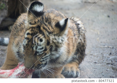 Bone-eating tiger Bone-eating tiger 80477321