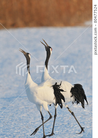Red-crowned cranes singing (Tsurui, Hokkaido) 80477524