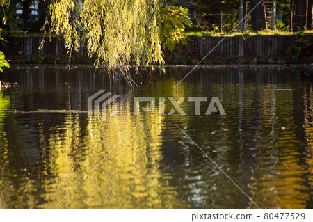 Autumn willow leaves reflected on the water surface 80477529