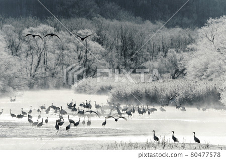 Tancho(北海道·Tsurui)從被冰包圍的棲息處飛行 Tancho(北海道·Tsurui)從被冰包圍的棲息處飛行 80477578