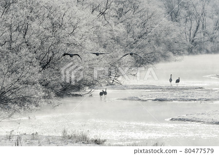 Tancho (Hokkaido · Tsurui) flying from the roost surrounded by ice 80477579