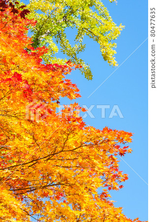 Autumn leaves (at Reishoji, Omachi City) Autumn leaves (at Reishoji, Omachi City) 80477635