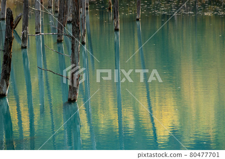 Water surface of blue pond reflecting autumn yellow leaves Water surface of blue pond reflecting autumn yellow leaves 80477701