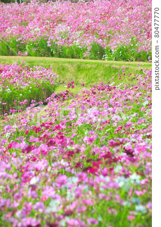 A walking path of cosmos flowers in full bloom and Jigenji Park A walking path of cosmos flowers in full bloom and Jigenji Park 80477770