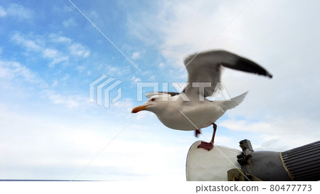 鄂霍次克海極光和海鷗 鄂霍次克海極光和海鷗 80477773