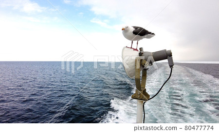 鄂霍次克海極光和海鷗 80477774