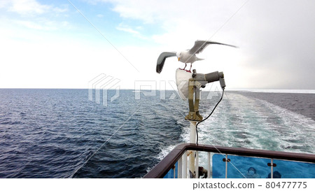 鄂霍次克海極光和海鷗 鄂霍次克海極光和海鷗 80477775