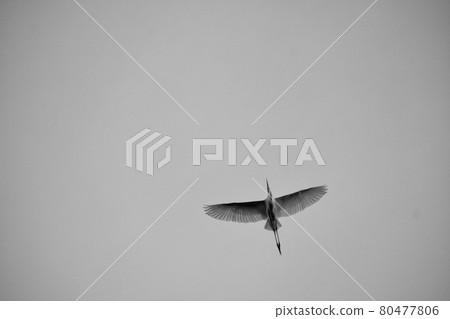 A beautiful egret with a pair of egrets flapping its wings in the blue sky 80477806