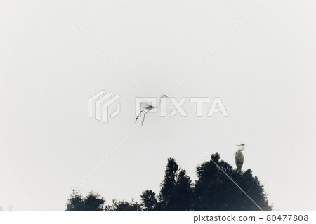 A beautiful egret with a pair of egrets flapping its wings in the blue sky 80477808