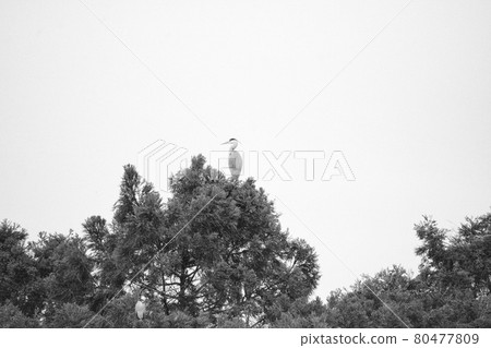 A beautiful egret with a pair of egrets flapping its wings in the blue sky 80477809