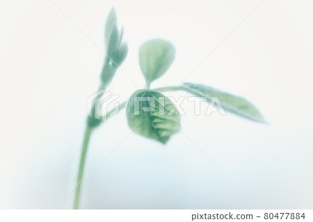 Futaba of peas in the faint light 80477884