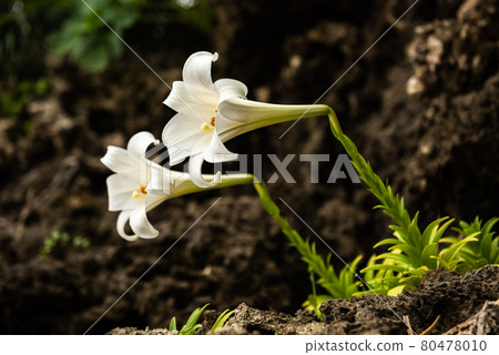 Closeup of two white flowers blooming on the coastal rocks. Southern Japan. Closeup of two white flowers blooming on the coastal rocks. Southern Japan. 80478010