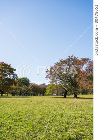 秋天的公園 秋天的公園 80478053
