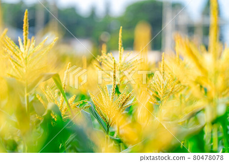 Male flower of summer corn [Nagano Prefecture] 80478078