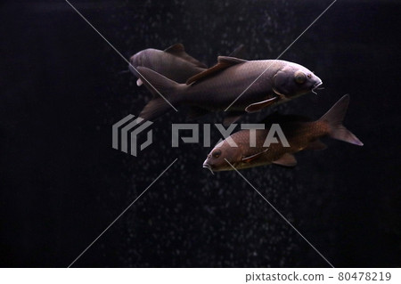 黑色彗星金魚 80478219