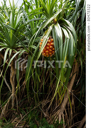 Screw pine fruit in orange color, long sawn green leaves at a tropical beach. Iriomote Island. Screw pine fruit in orange color, long sawn green leaves at a tropical beach. Iriomote Island. 80478322