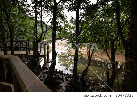 Wooden path inside mangrove forest in a cloud day. Iriomote Island. 80478323