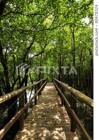 Wooden path inside mangrove forest, tall trees, soft sun light, dry leaves. Iriomote Island. 80478324