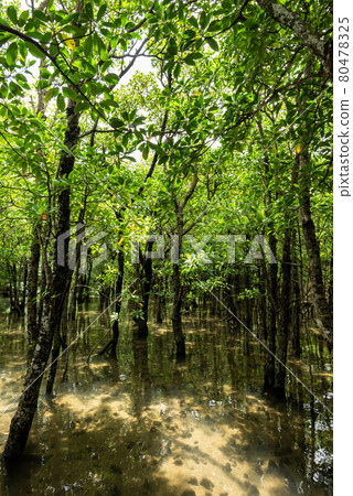 Lush tall mangrove trees on shallow seawaters, soft sun light. Iriomote Island. 80478325