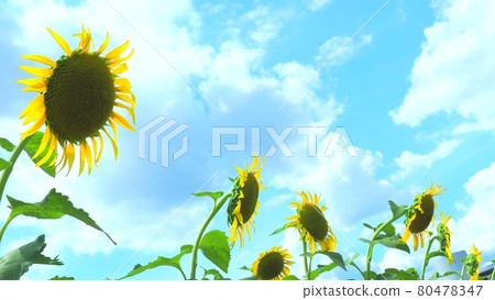 Sunflower sunflower 80478347