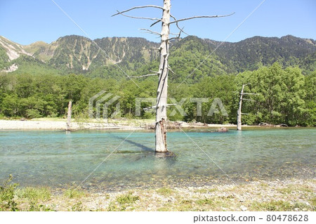 Taisho Pond in Kamikochi, Shinshu, surrounded by fresh spring greenery and praising pure water 80478628
