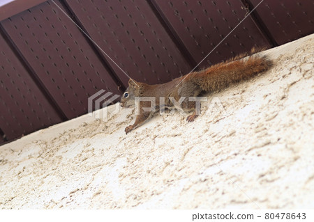 A squirrel climbing the stucco and side of a house 80478643