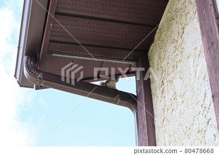 A squirrel sits at the top of an eavestrough 80478668