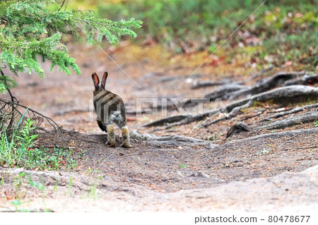A small bunny hops away along a gravel path A small bunny hops away along a gravel path 80478677