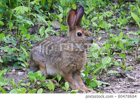 Closeup of a wild rabbit sitting alert Closeup of a wild rabbit sitting alert 80478684
