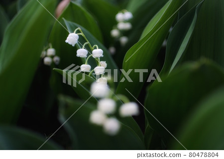 A cute little lily of the valley flower that blooms in the green leaves A cute little lily of the valley flower that blooms in the green leaves 80478804