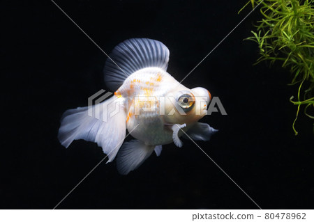 蝴蝶尾金魚 蝴蝶尾金魚 80478962