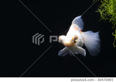 蝴蝶尾金魚 蝴蝶尾金魚 80478965