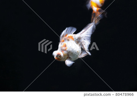 蝴蝶尾金魚 蝴蝶尾金魚 80478966