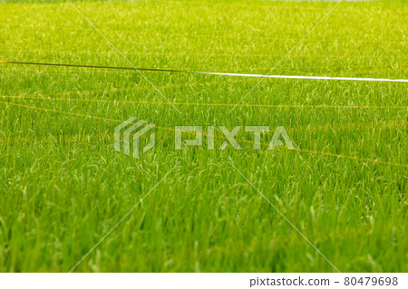 Bird repellent tape stretched over rice ears in paddy fields Bird repellent tape stretched over rice ears in paddy fields 80479698