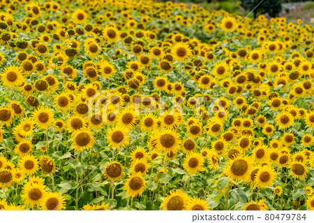 Summer Shima Tourist Farm Sunflower Field 80479784