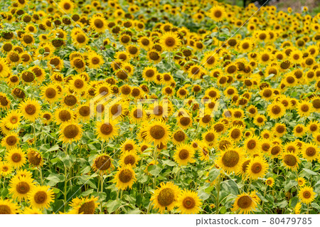 Summer Shima Tourist Farm Sunflower Field 80479785