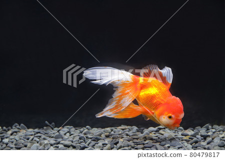 奧蘭達金魚 奧蘭達金魚 80479817