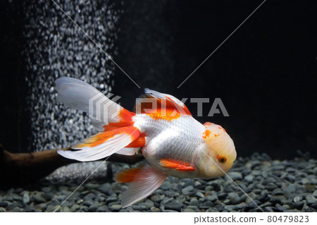 Oranda goldfish 80479823