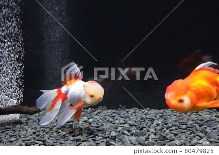 奧蘭達金魚 奧蘭達金魚 80479825