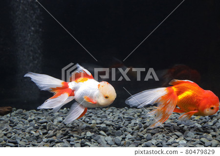 Oranda goldfish Oranda goldfish 80479829