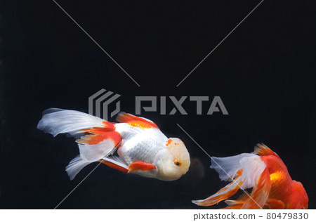 奧蘭達金魚 奧蘭達金魚 80479830
