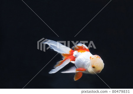 奧蘭達金魚 奧蘭達金魚 80479831